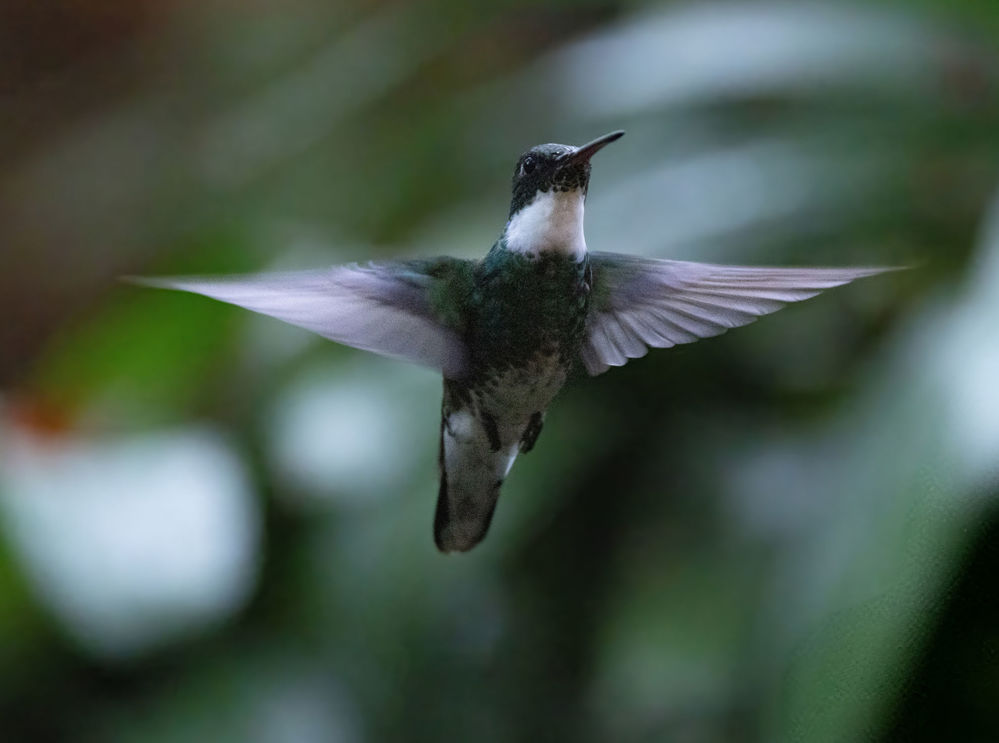 White-throated Hummingbird (Leucochloris albicollis). Photo: David Ascanio ®.
